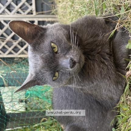Photo de chat perdu à Malakoff