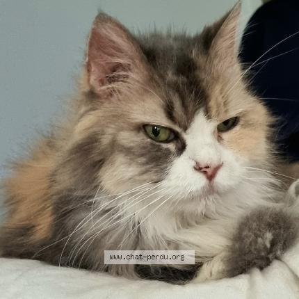 Photo 1/1 AMBRE Chat perdu à Fleac brenat