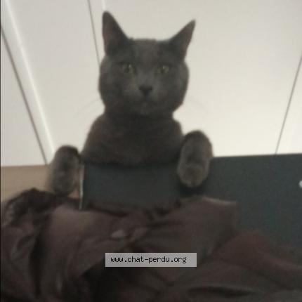 Photo 1/1 Craspouille Chat perdu à Poissy