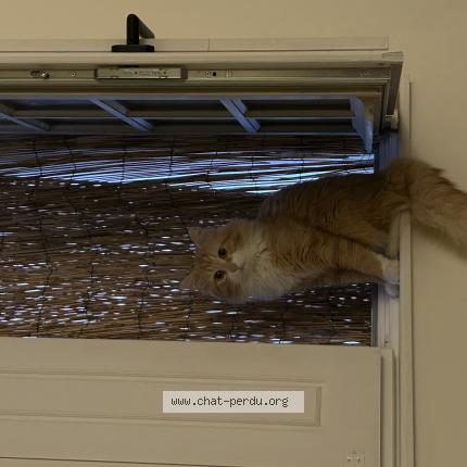 Photo 1/1 Bobi Chat perdu à Marseille