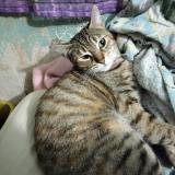 Photo de chat perdu à Cdmx