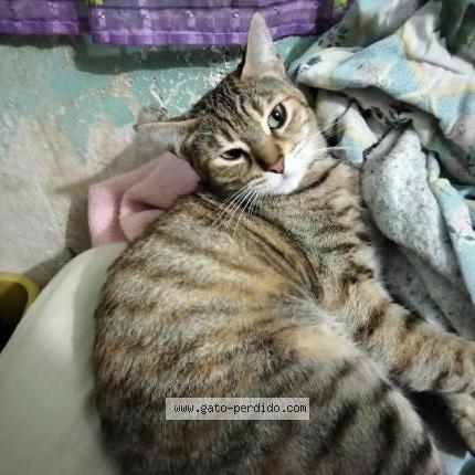 Photo 1/1 Michi Chat perdu à Cdmx