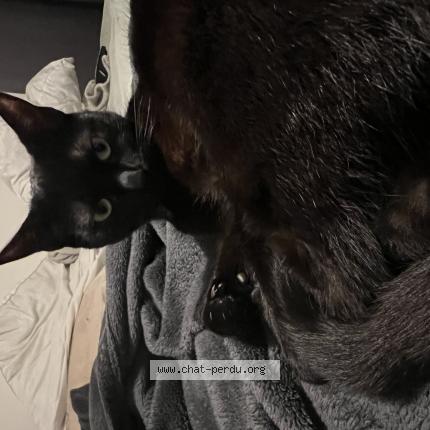 Photo de chat perdu à Villeneuve La Garenne