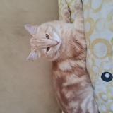 Photo de chat perdu à Nimes