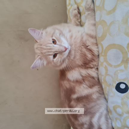 Photo 1/1 Chat retrouvé Perdu à Nimes