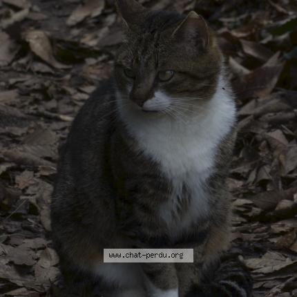 Photo de chat perdu à Huisseau Sur Cosson