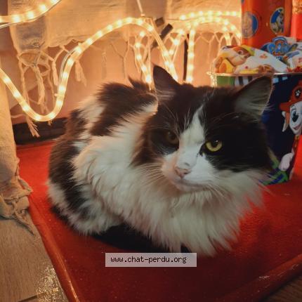 Photo 1/1 Luffy Chat perdu à Sigournais