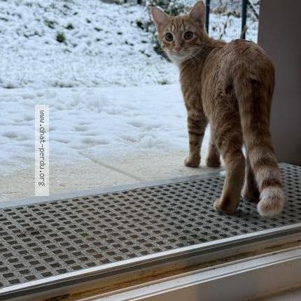 Photo 1/1 Gaïa Chat perdu à Ormoy