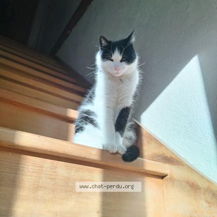 Photo de chat perdu à Palaiseau