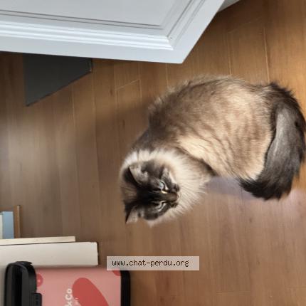 Photo 1/1 Neo Chat perdu à Plouzane