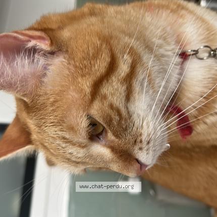 Photo de chat perdu à Vitry Sur Seine