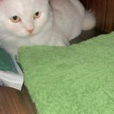 Photo de chat perdu à Karachi