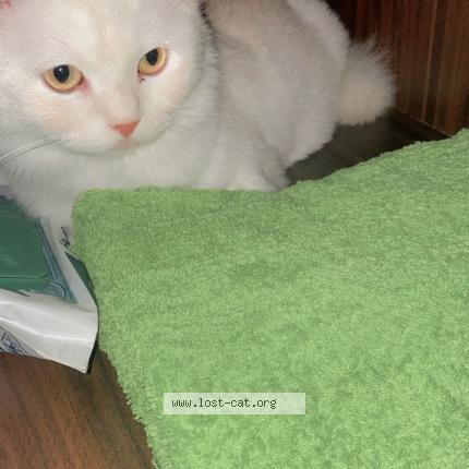 Photo 1/1 Mano Chat perdu à Karachi