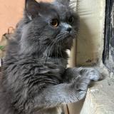 Photo de chat perdu à Gurgaon