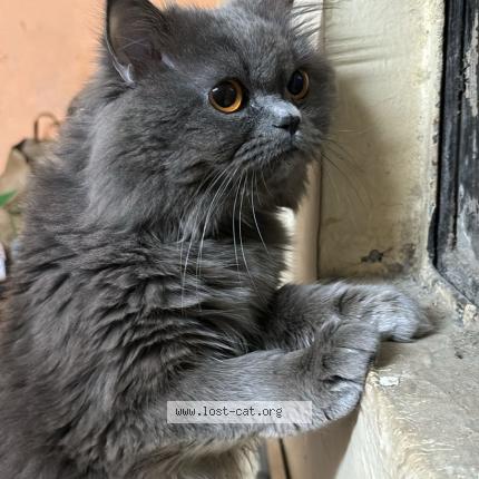 Photo 1/1 Moi Chat perdu à Gurgaon