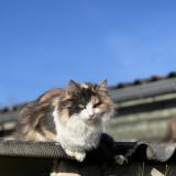 Photo de chat perdu à Oisseau Le Petit