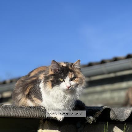 Photo 1/1 Chat retrouvé Perdu à Oisseau le petit