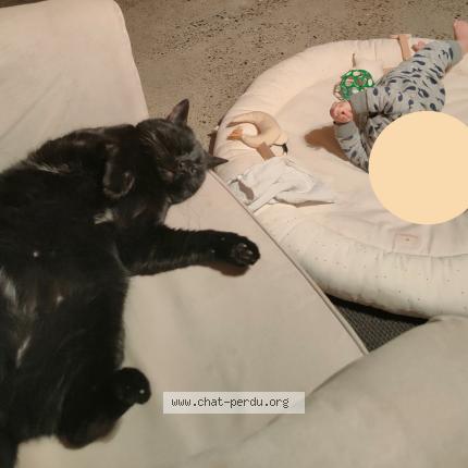 Photo 2/3 Trompette Chat perdu à Toulouse