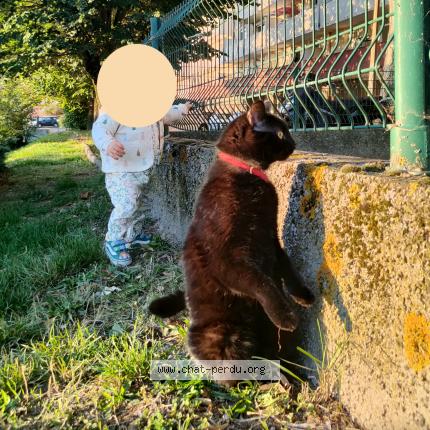 Photo 3/3 Trompette Chat perdu à Toulouse
