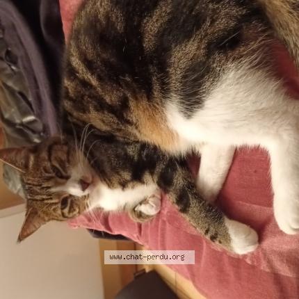 Photo 1/1 OGGY Chat perdu à Sainte blandine