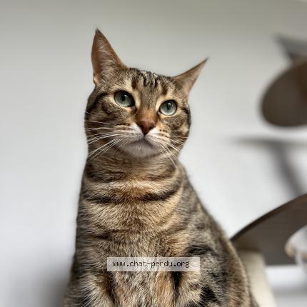 Photo 1/1 Saïka Chat perdu à Cosne cours sur loire