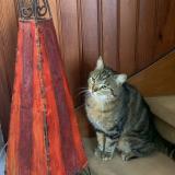 Photo de chat perdu à Montesson