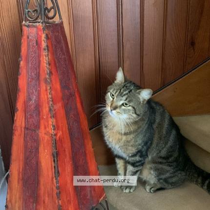 Photo 1/1 Chat retrouvé Perdu à Montesson