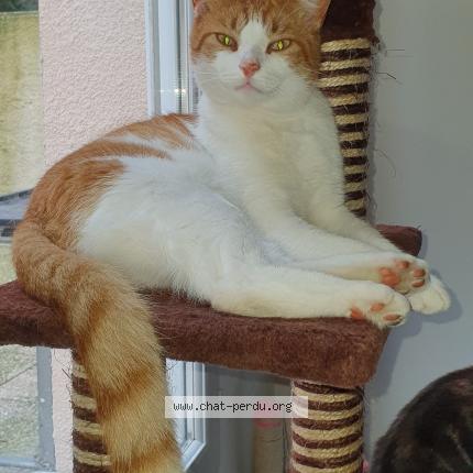 Photo 1/1 Chat retrouvé Perdu à Wimereux