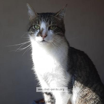 Photo de chat perdu à Montauban De Bretagne