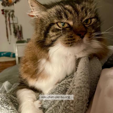 Photo de chat perdu à Tournefeuille