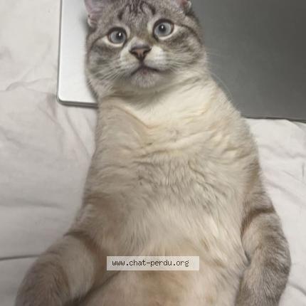 Photo 1/1 Chat retrouvé Perdu à Bordeaux