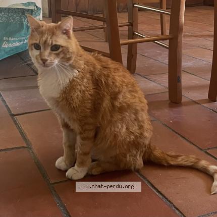 Photo 1/1 Ozzy Chat perdu à Vendargues