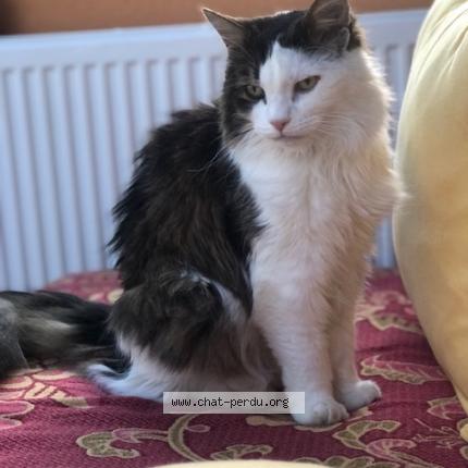 Photo 1/1 Chat retrouvé Perdu à Gambsheim