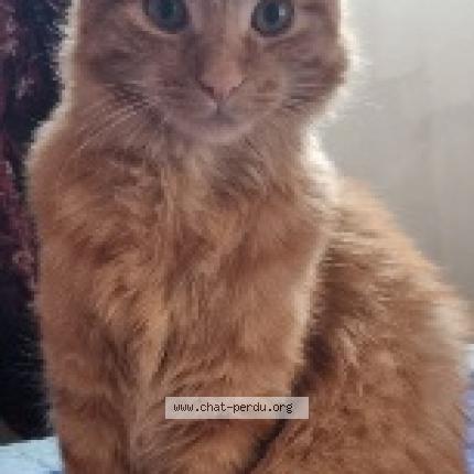 Photo de chat perdu à Rillieux La Pape