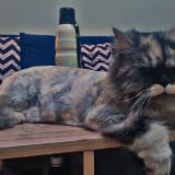 Photo de chat perdu à Rawalpindi