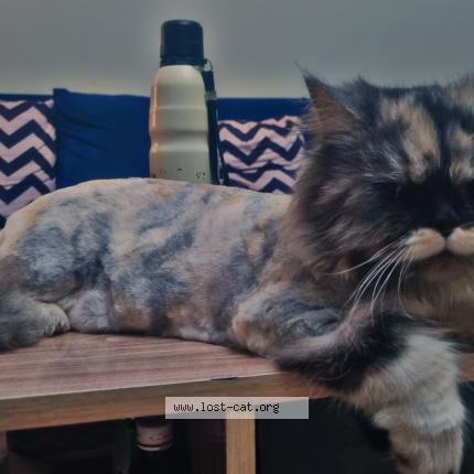 Photo 1/1 Mitten Chat perdu à Rawalpindi