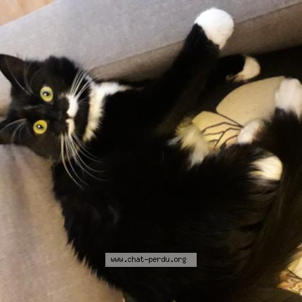 Photo 1/1 Chat retrouvé Perdu à Saint germain sur moine