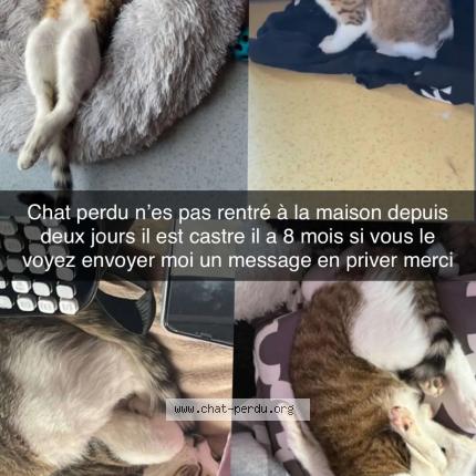 Photo 1/1 Gribouille Chat perdu à La rochelle