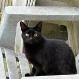 Photo de chat perdu à Montfermeil