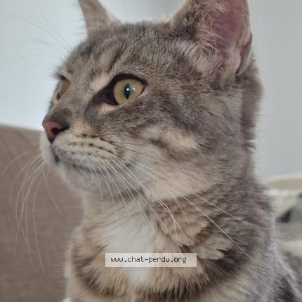 Photo 1/1 Jack Chat perdu à Pressigny les pins