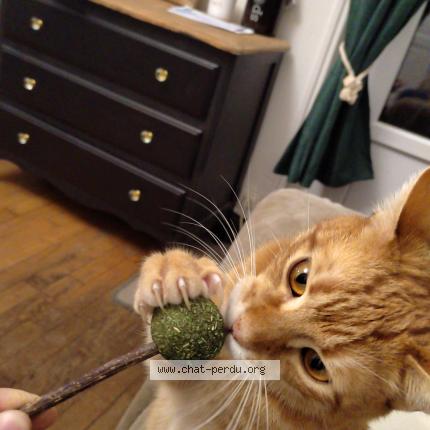 Photo de chat perdu à Evreux