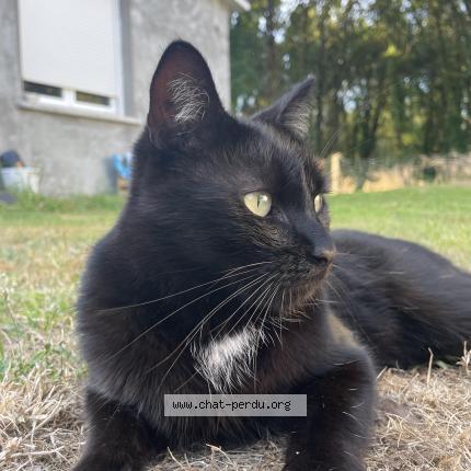 Photo 1/1 Chat retrouvé Perdu à Izon