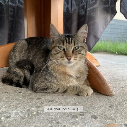Photo de chat perdu à Vineuil