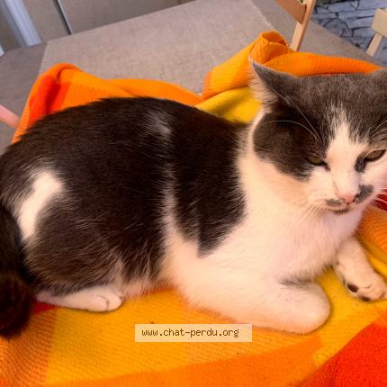 Photo 1/1 Minou Chat perdu à Billere