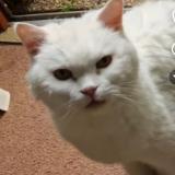 Photo de chat trouvé à Chatillon