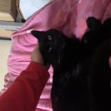 Photo de chat perdu à Versailles