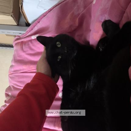 Photo 1/1 Chat retrouvé Perdu à Versailles