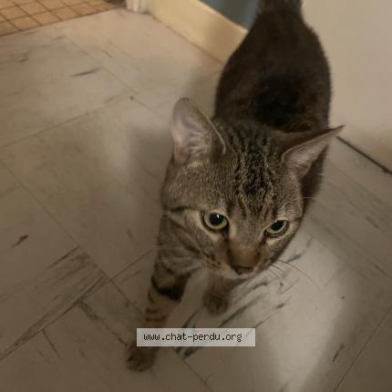 Photo 1/1 Uno Chat perdu à Orches