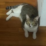 Photo de chat perdu à Lakeside