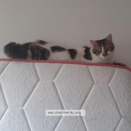 Photo de chat perdu à Villeromain